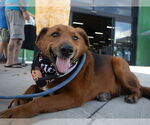 Small #2 Retriever  Mix