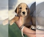 Small Golden Retriever