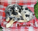 Small #2 Australian Shepherd