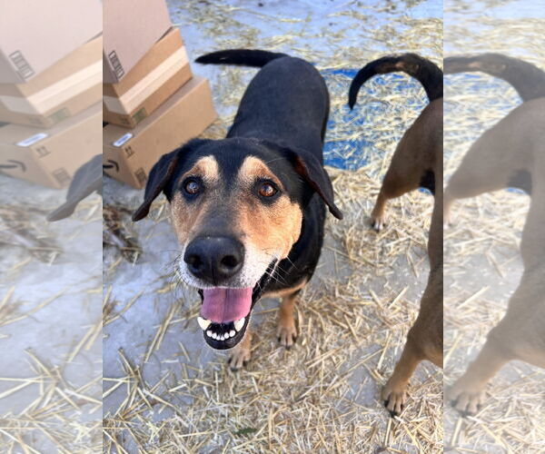 Medium Photo #2 Mutt Puppy For Sale in Tracy City, TN, USA