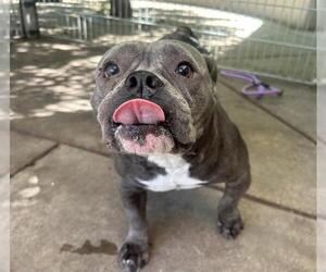 Bulldog Dogs for adoption in Martinez, CA, USA