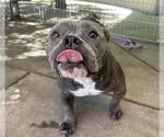 Small Bulldog