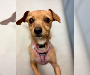 Chihuahua-Unknown Mix Dogs for adoption in Sayreville, NJ, NJ, USA