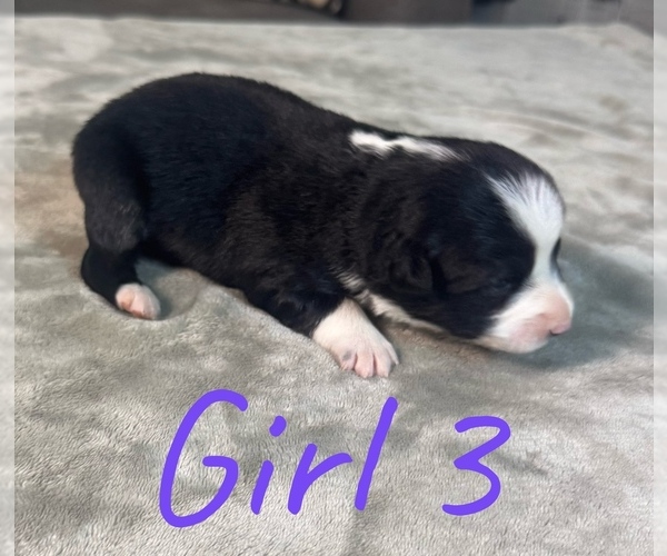 Medium Photo #18 Australian Shepherd Puppy For Sale in SALISBURY, NC, USA