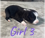 Small Photo #18 Australian Shepherd Puppy For Sale in SALISBURY, NC, USA