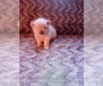 Small Photo #14 Pomeranian Puppy For Sale in CORYDON, IN, USA