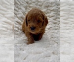Puppy Luka Goldendoodle (Miniature)