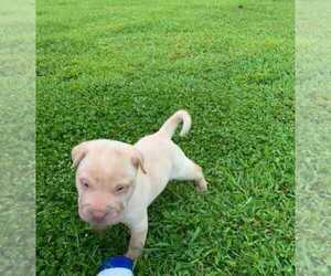 Chinese Shar-Pei Puppy for sale in EWING, NJ, USA