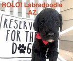 Puppy 1 Labradoodle