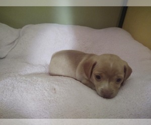 Dachshund Puppy for sale in MILWAUKEE, WI, USA