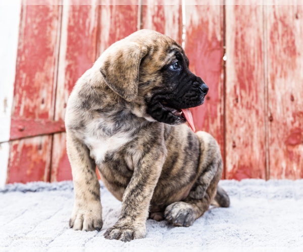 Medium Photo #8 Mastiff Puppy For Sale in WAKARUSA, IN, USA