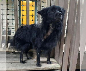 Pogo - Male Pomsky Dog for Adoption - Photo #13