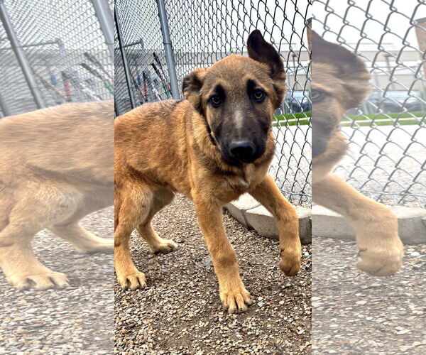 Medium Photo #4 Mutt Puppy For Sale in Stevens Point, WI, USA