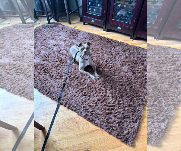 Medium Photo #20 American Pit Bull Terrier-Unknown Mix Puppy For Sale in Crete, IL, USA