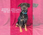 Small #3 Rottweiler Mix