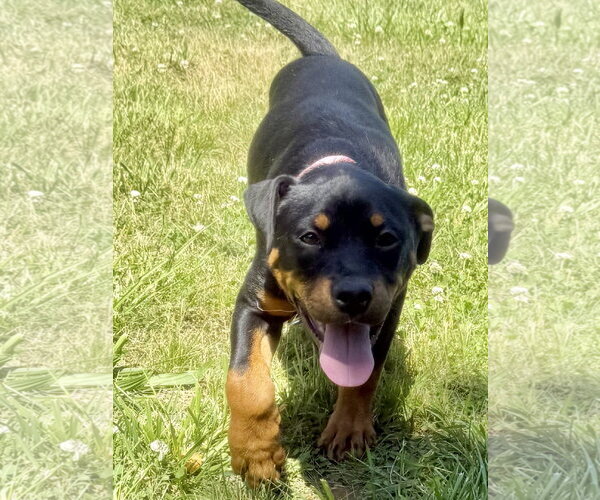 Medium Photo #3 Rottweiler Puppy For Sale in Mooresville, NC, USA