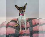 Small Photo #6 Jack-Rat Terrier Puppy For Sale in Kennesaw, GA, USA