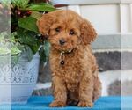 Small Photo #1 Cavapoo Puppy For Sale in EAST EARL, PA, USA