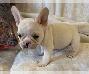 French Bulldog Puppy for sale in JOHNS ISLAND, SC, USA