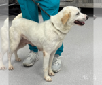 Small #2 Labrador Retriever-Retriever  Mix
