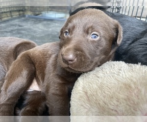 Labrador Retriever Puppy for sale in LUTZ, FL, USA
