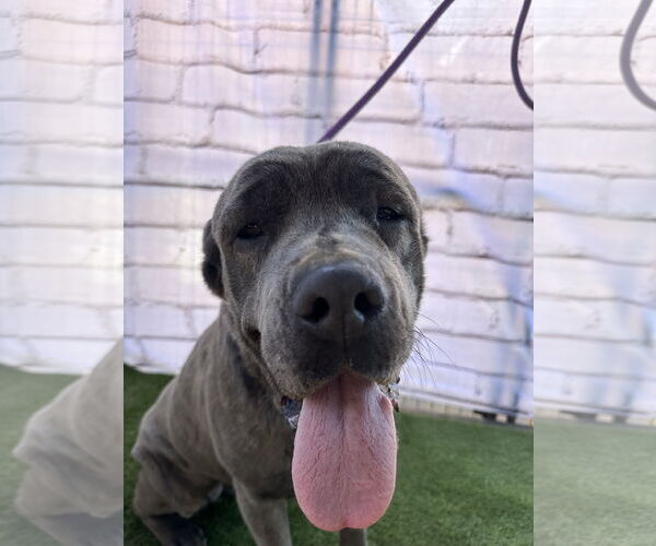 Medium Photo #5 Mutt Puppy For Sale in Goodyear, AZ, USA
