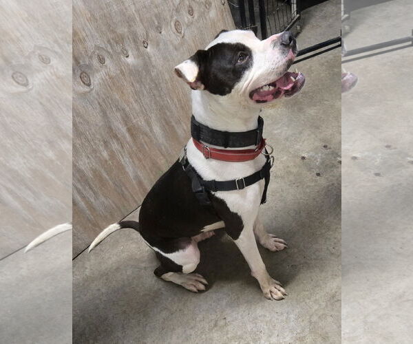 Medium Photo #2 American Pit Bull Terrier-Unknown Mix Puppy For Sale in St. Ann, MO, USA