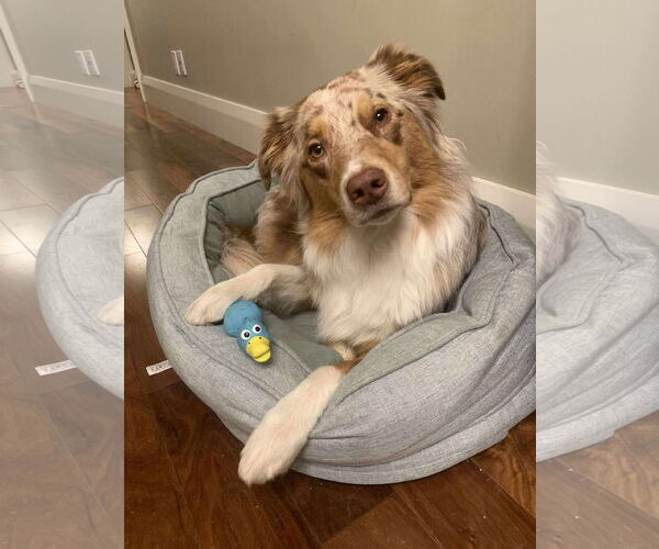 Medium Photo #4 Australian Shepherd Puppy For Sale in Oro Medonte, Ontario, Canada