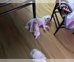 Small Photo #1 Maltese Puppy For Sale in HARVEST, AL, USA