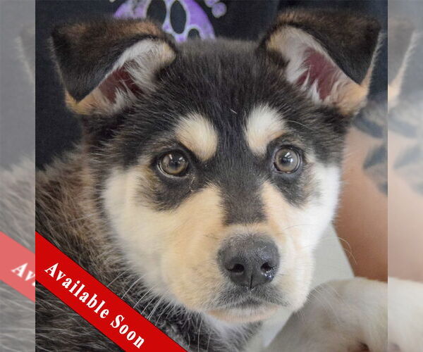 Medium Photo #1 Siberian Husky-Unknown Mix Puppy For Sale in Huntley, IL, USA