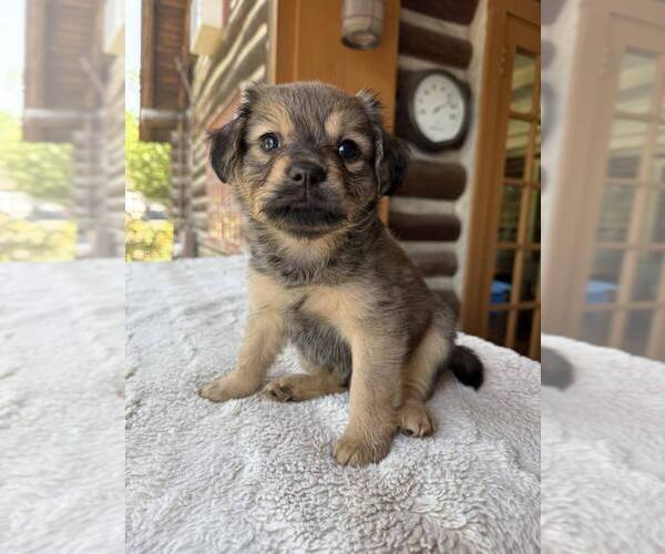 Medium Photo #3 Dachshund-Unknown Mix Puppy For Sale in New York, NY, USA