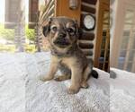 Small #2 Dachshund Mix