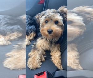 Yorkshire Terrier Puppy for sale in PRINCE GEORGE, VA, USA