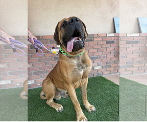 Mutt Dogs for adoption in Goodyear, AZ, USA
