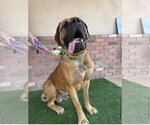 Harold - Male Mutt Dog for Adoption - Small photo