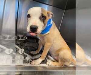 Mutt Dogs for adoption in San Antonio, TX, USA