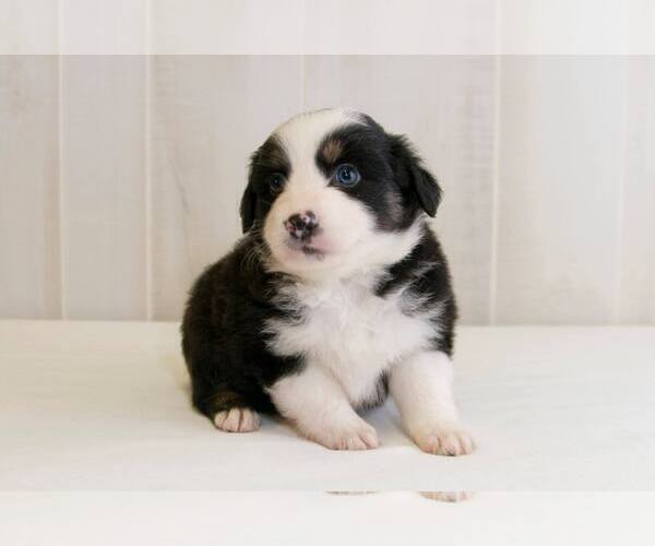 Medium Photo #2 Australian Shepherd Puppy For Sale in BESSEMER, AL, USA
