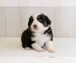 Small Photo #2 Australian Shepherd Puppy For Sale in BESSEMER, AL, USA