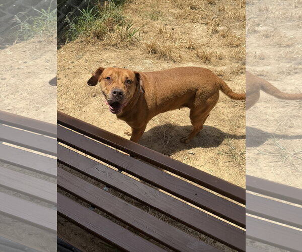 Medium Photo #5 Boxador Puppy For Sale in Jackson, MS, USA