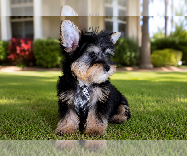 Medium Photo #3 Yorkshire Terrier Puppy For Sale in HOMESTEAD, FL, USA