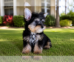 Small #2 Yorkshire Terrier