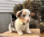 Small #1 Pembroke Welsh Corgi