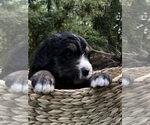 Small Photo #3 Bernedoodle Puppy For Sale in STEWARTSVILLE, NJ, USA