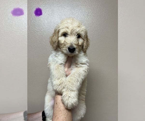 Medium Photo #1 Goldendoodle Puppy For Sale in MILTON, FL, USA