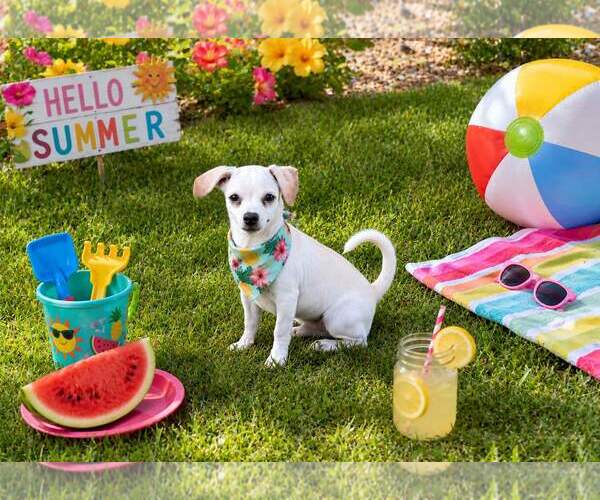 Medium Photo #4 Chihuahua Puppy For Sale in Yardley, PA, USA