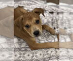 Small #13 Black Mouth Cur Mix