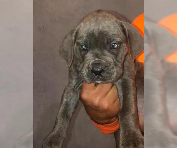 Medium Photo #6 Cane Corso Puppy For Sale in CITY INDUSTRY, CA, USA