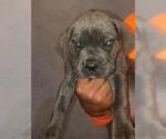 Small Photo #6 Cane Corso Puppy For Sale in CITY INDUSTRY, CA, USA