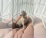 Small #2 Weimaraner
