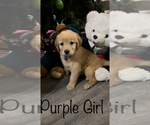 Small Photo #2 Golden Retriever Puppy For Sale in ABERDEEN, ID, USA